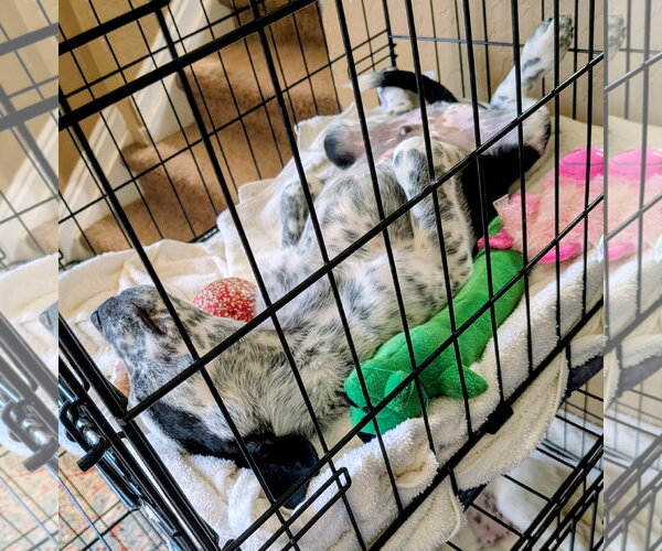 Medium Photo #11 Border Collie-Unknown Mix Puppy For Sale in Sandy, UT, USA