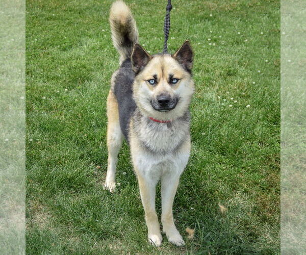 Medium Photo #3 German Shepherd Dog-Huskies  Mix Puppy For Sale in Huntley, IL, USA