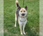 Small #2 German Shepherd Dog-Huskies  Mix