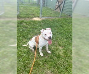 Bullypit Dogs for adoption in Louisville, KY, USA
