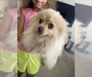 Pomeranian Puppy for sale in DARBYDALE, OH, USA
