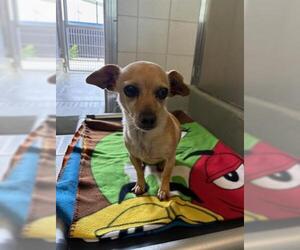 Chihuahua Dogs for adoption in San Martin, CA, USA
