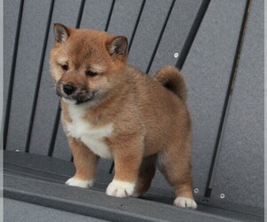 Shiba Inu Puppy for sale in FREDERICKSBURG, OH, USA