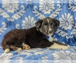 Small Photo #5 Border Collie Puppy For Sale in KIRKWOOD, PA, USA