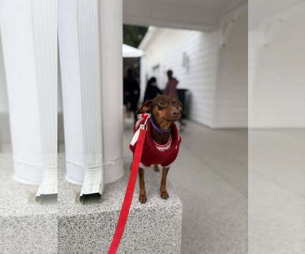 Medium Photo #7 Miniature Pinscher Puppy For Sale in Visalia, CA, USA