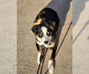 Miniature Australian Shepherd Puppy for sale in CRANDALL, TX, USA