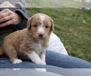 Aussiedoodle-Poodle (Standard) Mix Puppy for sale in CO BLUFFS, IA, USA