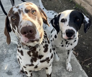 Mother of the Dalmatian puppies born on 06/11/2025