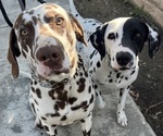 Small Photo #1 Dalmatian Puppy For Sale in LA PUENTE, CA, USA