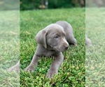 Small #5 Labrador Retriever