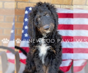 Bernedoodle Puppy for sale in DULUTH, MN, USA