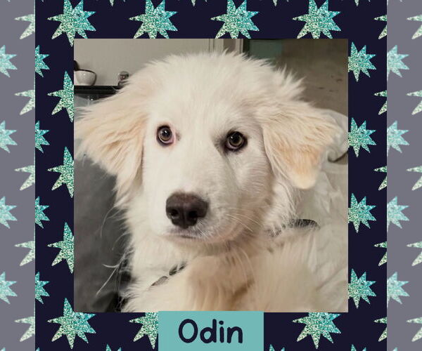 Medium Photo #1 Great Pyrenees Puppy For Sale in Littleton, CO, USA