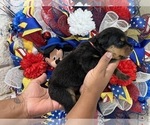 Small Photo #12 Rottweiler Puppy For Sale in FORT WORTH, TX, USA