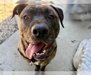 GORDO - Male Mutt Dog for Adoption - Photo #3