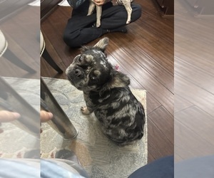 Mother of the French Bulldog puppies born on 02/06/2026