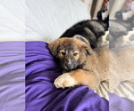 Small #1 Great Pyrenees Mix