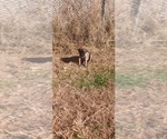 Small #4 Mastiff