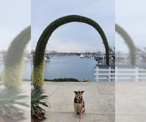 Rascal - Male Mutt Dog for Adoption - Photo #4