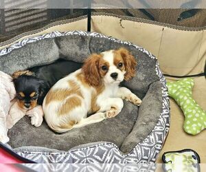 Father of the Cavapoo (Miniature) puppies born on 09/17/2025