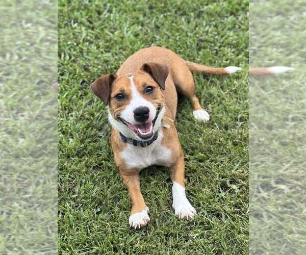 Medium Photo #1 Mutt Puppy For Sale in Abbeville, LA, USA