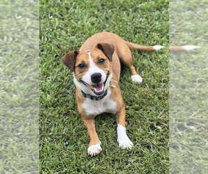 Mutt Dogs for adoption in Abbeville, LA, USA