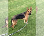 Small #13 German Shepherd Dog