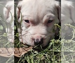 Small Photo #12 American Bandogge Puppy For Sale in TOMBALL, TX, USA