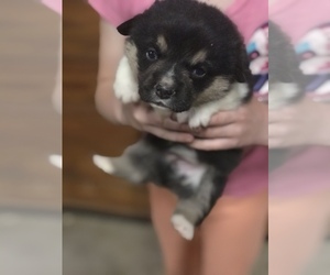 Pembroke Welsh Corgi Puppy for sale in BROOKER, FL, USA