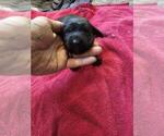 Puppy Red Basset Hound