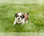 Small #2 Shih Tzu