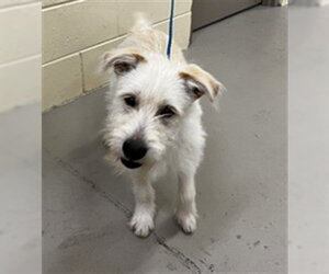 Mutt Dogs for adoption in Sanford, FL, USA