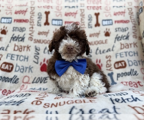 Medium Photo #6 Havapoo Puppy For Sale in LAKELAND, FL, USA