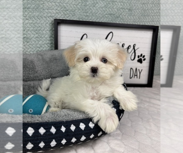 Medium Photo #3 Maltipoo (Toy) Puppy For Sale in FRANKLIN, IN, USA
