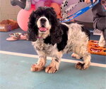 Small #1 Cocker Spaniel