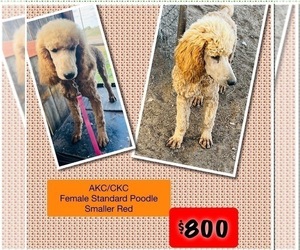 Poodle (Standard) Puppy for sale in GARWOOD, TX, USA