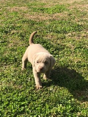 Labrador Retriever Puppy for sale in DREYER, TX, USA