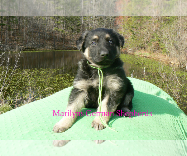 Medium Photo #3 German Shepherd Dog Puppy For Sale in PIEDMONT, MO, USA