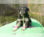 Small Photo #3 German Shepherd Dog Puppy For Sale in PIEDMONT, MO, USA