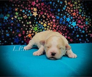 Maltipoo Puppy for sale in WINNSBORO, LA, USA