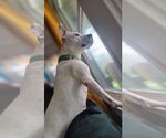 Small #12 American Pit Bull Terrier Mix