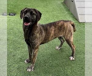 Labrador Retriever-Unknown Mix Dogs for adoption in Norco, CA, USA