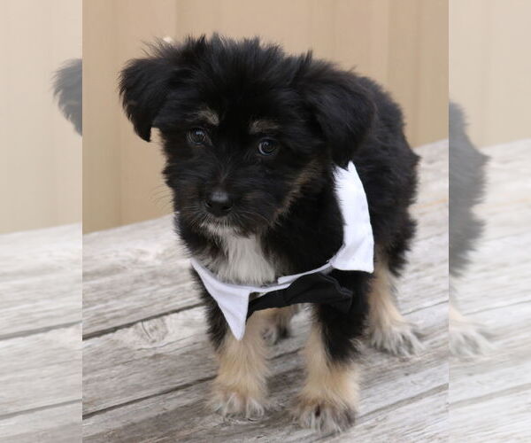 Medium Photo #3 Chihuahua-Unknown Mix Puppy For Sale in Bandera, TX, USA