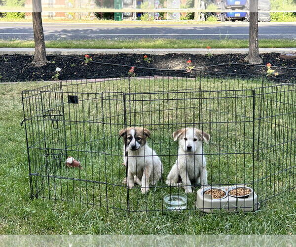Medium Photo #4 Australian Shepherd-Unknown Mix Puppy For Sale in Sandy, UT, USA