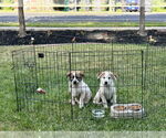 Small #3 Australian Shepherd Mix