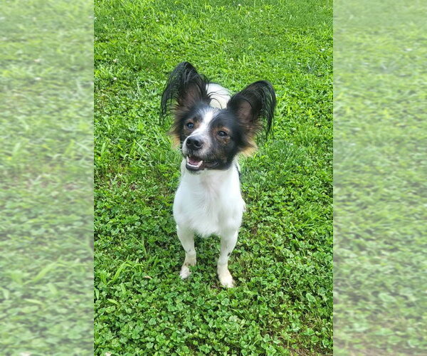 Medium Photo #2 Papillon-Unknown Mix Puppy For Sale in Germantown, OH, USA