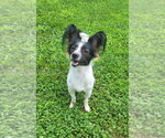 Small #1 Papillon Mix