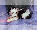 Small Photo #2 Aussiedoodle Miniature  Puppy For Sale in DURHAM, CT, USA