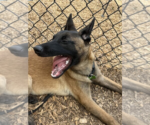 Medium Photo #3 Mutt Puppy For Sale in Imlay City, MI, USA