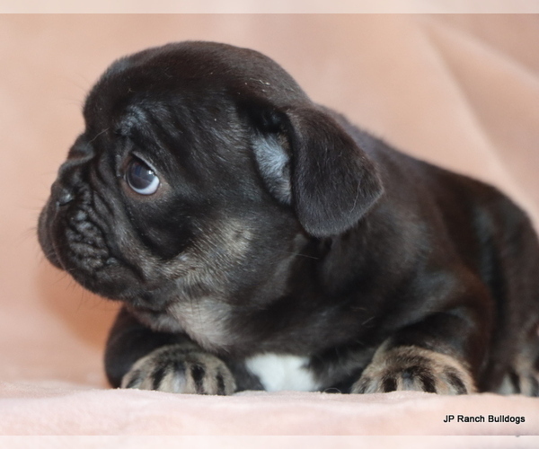 Medium Photo #9 French Bulldog Puppy For Sale in WINNSBORO, TX, USA