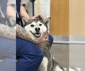 Siberian Husky-Unknown Mix Dogs for adoption in Forestville, MD, USA